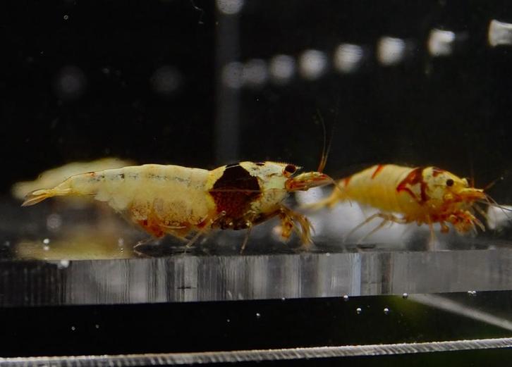 Black crystals, Dieren en Toebehoren, Vissen | Aquariumvissen