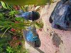 Electric blue acara koppel, Vis, Zoetwatervis