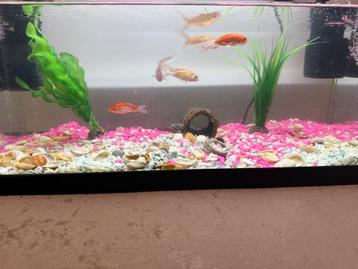 Aquarium met toebehoren beschikbaar voor biedingen