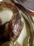 Fossiliseerde gemummificeerde vissen, oudheid 1940