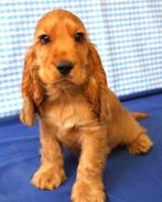 Super leuke Engelse Cocker Spaniël !, Dieren en Toebehoren, 15 weken tot 1 jaar, Buitenland, CDV (hondenziekte), Meerdere