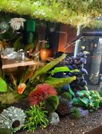 Sera aquarium 64liter met meubel en toebehoren, Dieren en Toebehoren, Vissen | Aquariumvissen