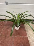 Clivia, Ophalen
