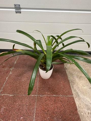 Clivia beschikbaar voor biedingen