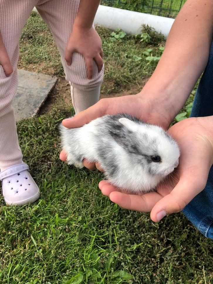 Dwergkonijn leeuwenkopjes, Dieren en Toebehoren, Konijnen, Dwerg, Geslacht onbekend, 0 tot 2 jaar