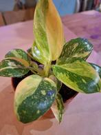 Philodendron Green Congo Hybrid, Enlèvement ou Envoi