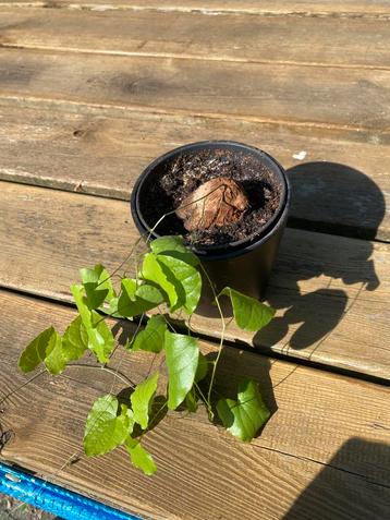  Dioscorea elephantipes GEEN KOERIER 6 jaar oud beschikbaar voor biedingen