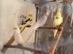 Calopsittes, Dieren en Toebehoren, Vogels | Kanaries