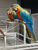 Jonge tamme Catalina of Regenboog Ara's met DNA en getest op, Dieren en Toebehoren, Meerdere dieren, Papegaai, Geringd