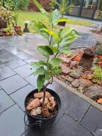 Sinaasappel boompje, Tuin en Terras, Planten | Tuinplanten, Ophalen of Verzenden