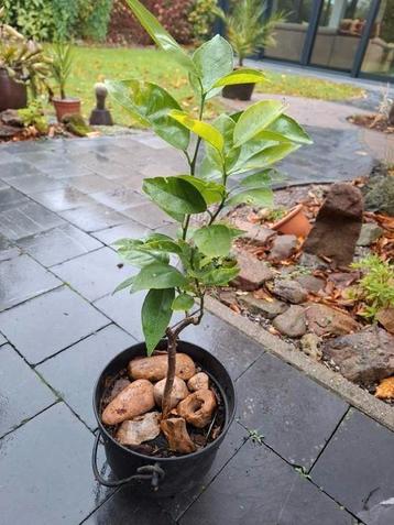 Sinaasappel boompje beschikbaar voor biedingen