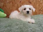 Maltezer puppy's, Animaux & Accessoires, Plusieurs, Belgique, 8 à 15 semaines, Parvovirose