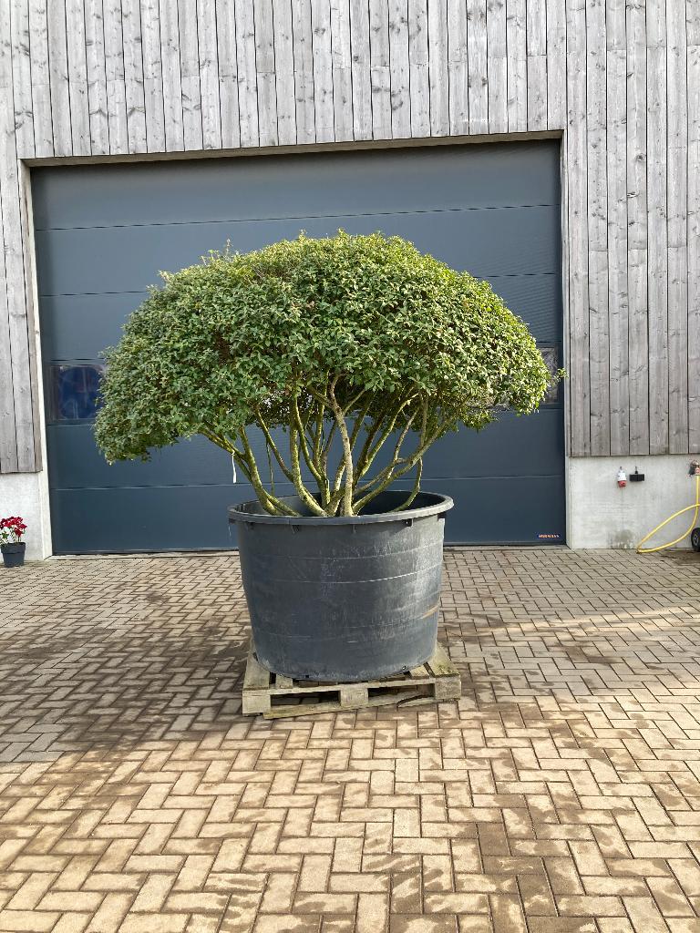 Osmanthus burkwoodii parapluboom, Jardin & Terrasse, Plantes | Arbres, Arbre à bulbes, 100 à 250 cm, Plein soleil, Printemps, En pot