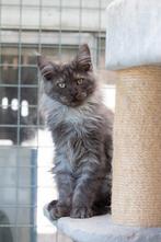 Maine Coon kater Black smoke met stamboom, Dieren en Toebehoren, Kater, Gechipt, 0 tot 2 jaar