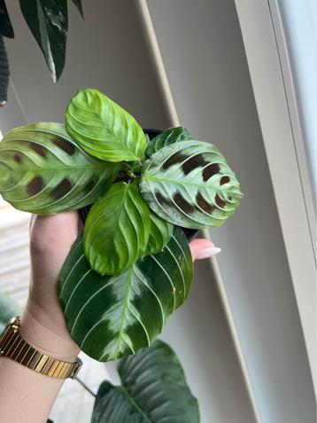 Maranta Massangeana Black beschikbaar voor biedingen
