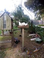 Duiven, Witte pauwstaarten en Groene Vinkduiven, Dieren en Toebehoren, Vogels | Duiven, Meerdere dieren, Overige soorten