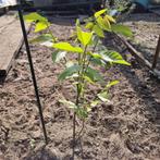 Walnoteboom H40cm uit volle grond, Tuin en Terras, Planten | Bomen, Ophalen of Verzenden, Minder dan 100 cm
