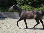 Hongre Super top débutant, Dieren en Toebehoren, Paarden, Springpaard, Minder dan 160 cm, Gechipt, Ruin
