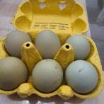 Les œufs d'incubation des poulets Araucana sont purs à 100 %, Poule ou poulet