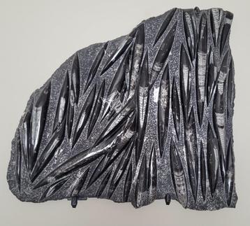 orthoceras fossielen, Enlèvement, Fossile
