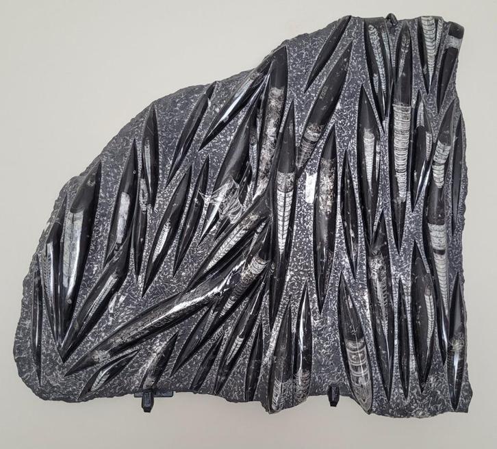 orthoceras fossielen, Verzamelen, Mineralen en Fossielen, Fossiel, Ophalen