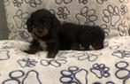 Teckel ruw x langhaar pups teefjes, Dieren en Toebehoren, Honden | Teckels en Dashonden, België, 15 weken tot 1 jaar, CDV (hondenziekte)