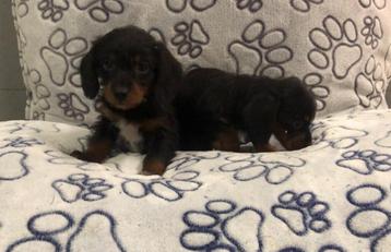 Teckel ruw x langhaar pups teefjes beschikbaar voor biedingen