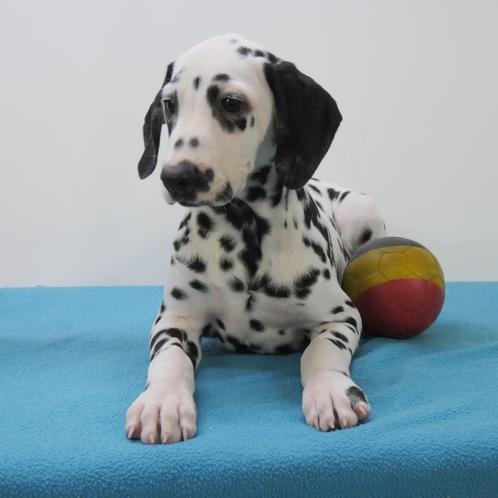 Dalmatien - chiots Belges à vendre, Animaux & Accessoires, Chiens | Beagles, Bassets & Chiens courants, Plusieurs animaux, Dalmatien