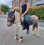 Halve stal / verzorg shetlander aangeboden, Dieren en Toebehoren, Pony's, Merrie, 0 tot 2 jaar, Zadelmak, A pony (tot 1.17m)