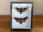 Paar doodshoofdvlinders in 3D kader, Ophalen of Verzenden, Zo goed als nieuw