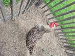 Legkip barnevelder, Dieren en Toebehoren, Vrouwelijk, Kip