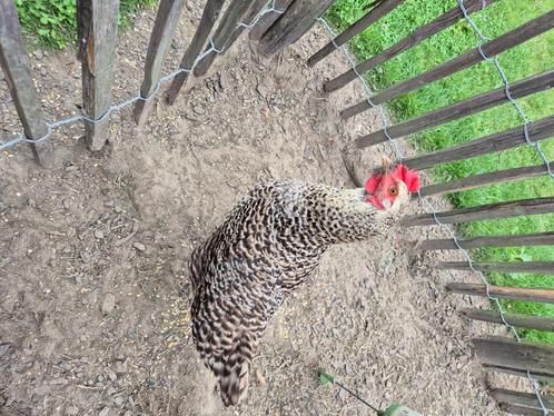Legkip barnevelder, Dieren en Toebehoren, Pluimvee, Kip, Vrouwelijk