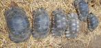 Tortues greques, Tortue, 11 ans ou plus