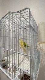 Couple perruche ondulée, Animaux & Accessoires, Oiseaux | Cages & Volières