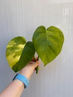 Monstera aurea, Huis en Inrichting, Ophalen of Verzenden