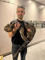 Boa constrictor koppel met zeer mooie terrarium, Slang, Met terrarium, 7 tot 10 jaar
