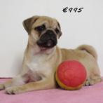 Mops puppy's te koop (Belgisch), Dieren en Toebehoren, Honden | Chihuahua's en Gezelschapshonden, België, CDV (hondenziekte), 8 tot 15 weken