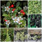 Vaste planten/rozemarijn/moerbei/cotoniaster/plectranthus.., Ophalen of Verzenden, Vaste plant