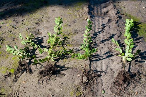 Charme Carpinus betulus, Jardin & Terrasse, Plantes | Arbustes & Haies, Haie, Charme, Enlèvement