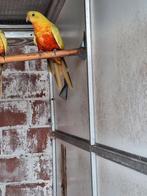 Koningsparkiet pop 2025, Dieren en Toebehoren