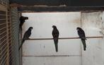 Zwart/ blauw pastel rosella, Dieren en Toebehoren, Vogels | Parkieten en Papegaaien, Parkiet, Geringd