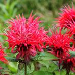Monarda Red Shades, Jardin & Terrasse, Plantes | Jardin, Enlèvement ou Envoi