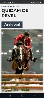 Diepvriessperma Quidam de Revel + Querlybet Hero, Dieren en Toebehoren