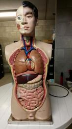 Anatomie  Torso Model Menselijk Lichaam !, Enlèvement, Comme neuf
