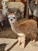 alpaca, Dieren en Toebehoren, Overige Dieren, Meerdere dieren