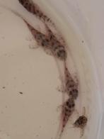 L236SW 3-3,5cm, Dieren en Toebehoren, Vissen | Aquariumvissen