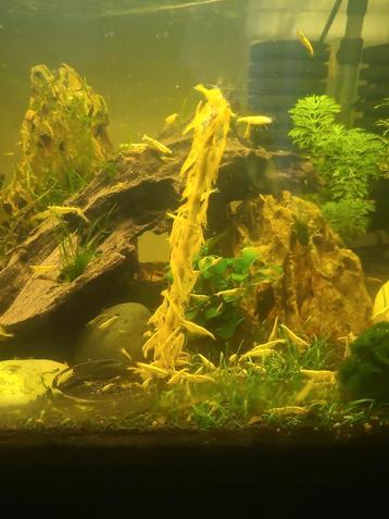Neocaridina yellow fire backline shrimp (citroengarnalen) beschikbaar voor biedingen