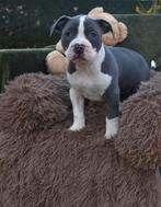 Prachtige Amerikaanse Stafford pups, Dieren en Toebehoren, Honden | Jack Russells en Terriërs, België, CDV (hondenziekte), 8 tot 15 weken