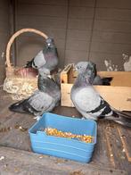 Turkse takla, Dieren en Toebehoren, Vogels | Duiven