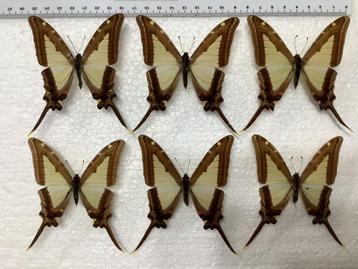 Papilio leucaspis. Vlinders, 7€/ specimen beschikbaar voor biedingen